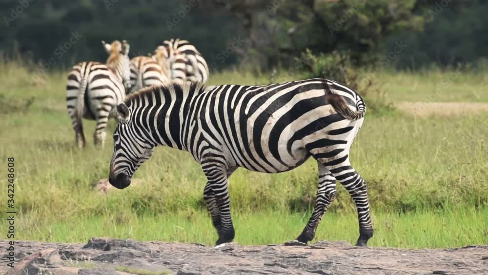 Zebra walking in a grassland, in the Kenyan savannah, Africa Zebra walking in a grassland, in the Kenyan savannah, Africa