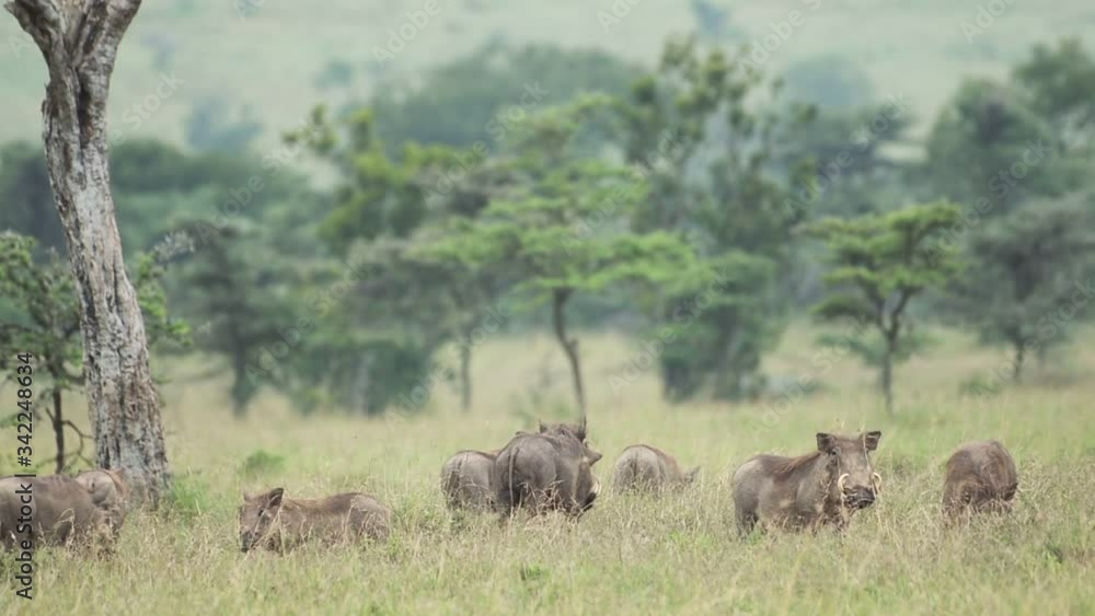 Landscape view of a group of warthogs eating on a grassland, Kenya, Africa Landscape view of a group of warthogs eating on a grassland, Kenya, Africa