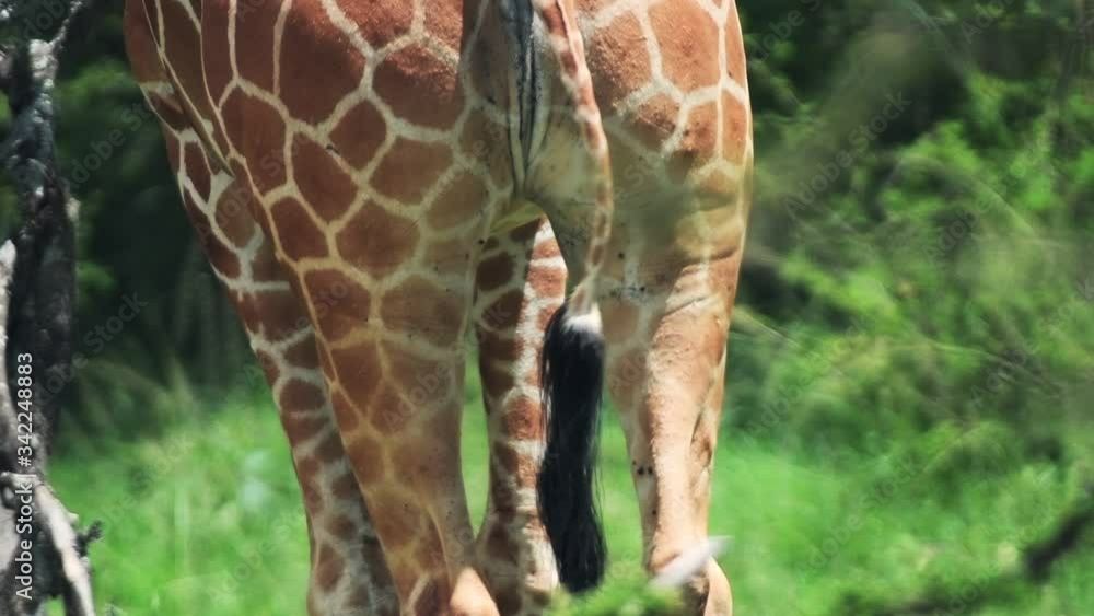 Detail of a giraffe tail driving the flies away, in the Kenyan bush, Africa Detail of a giraffe tail driving the flies away, in the Kenyan bush, Africa