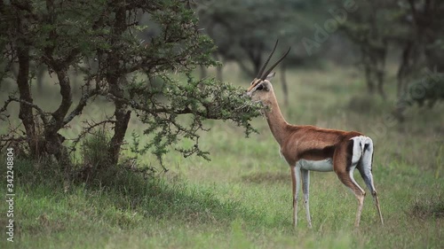 Impala With Long Horns Spotted Eating On A Small Tree In El Karama Lodge In Kenya - Wide Shot photo