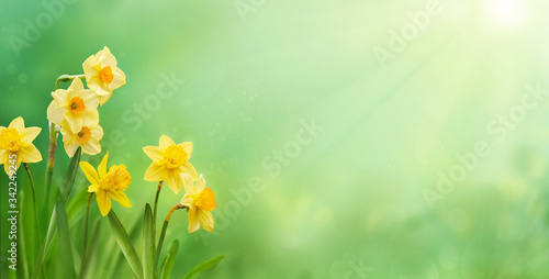Beautiful yellow daffodils in sunshine in springtime. Spring or summer concept.