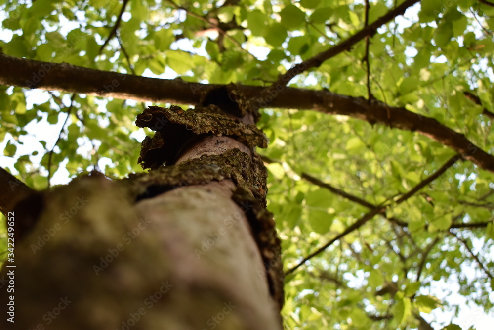 Fototapeta premium tree in the woods