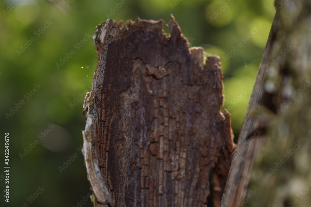 trunk of a tree with moss