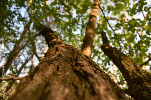 tree in the woods