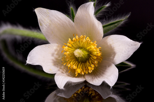 Flower of white Pulsatilla vulgaris alba   pasqueflower  isolated on black background  close up