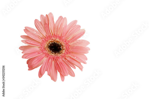 Pink gerbera isolated on white background 2