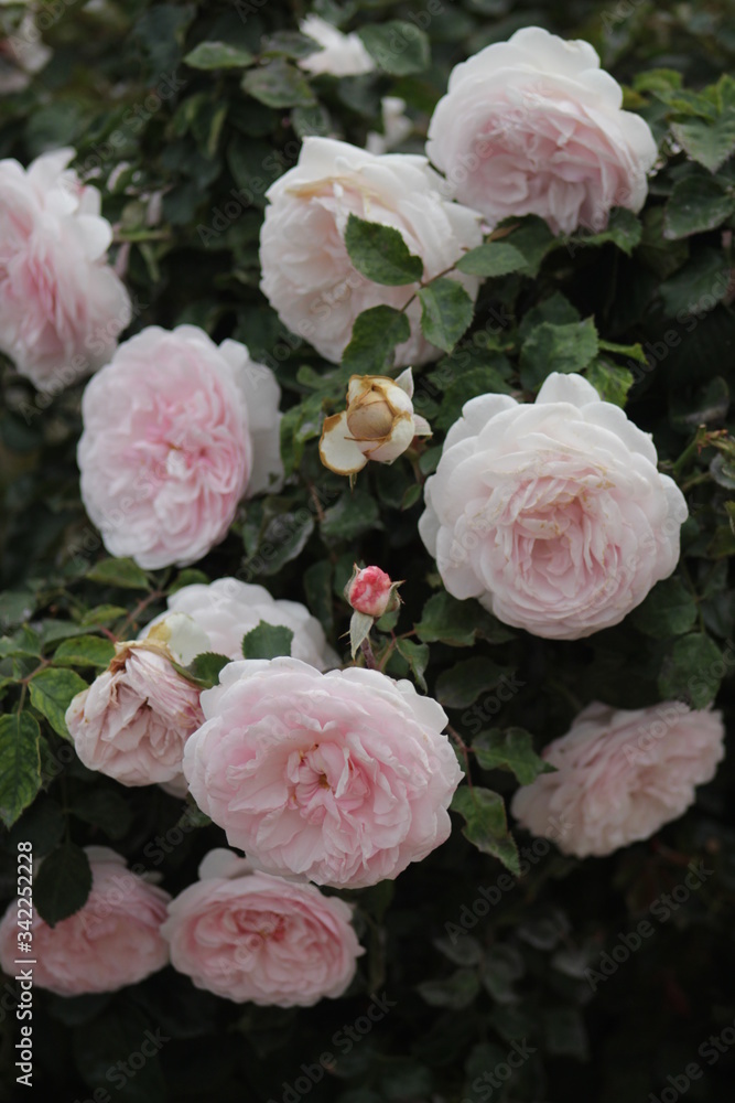 Fototapeta premium pink rose in the garden