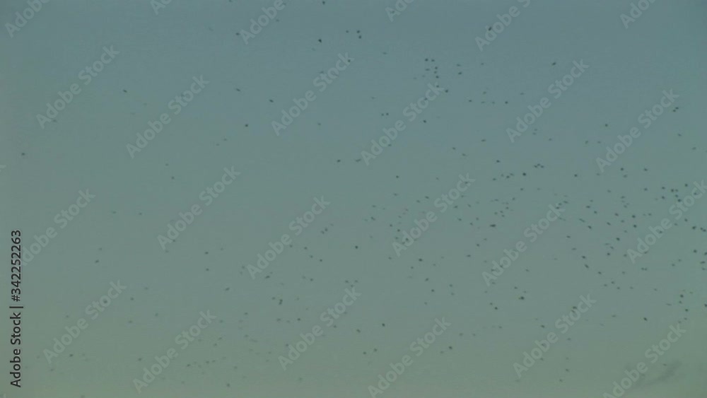 Flock of black birds in the sky Flock of black birds in the sky