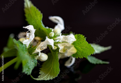 Taubnesselblüte- Weiße Taubnessel