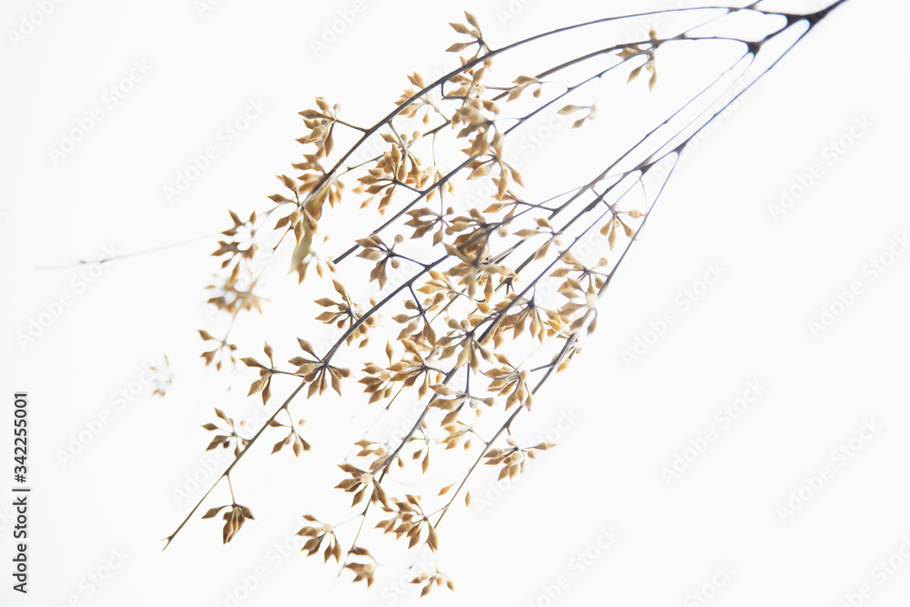 ポルテア　ドライフラワー　ハワイの花　熱帯植物　白背景