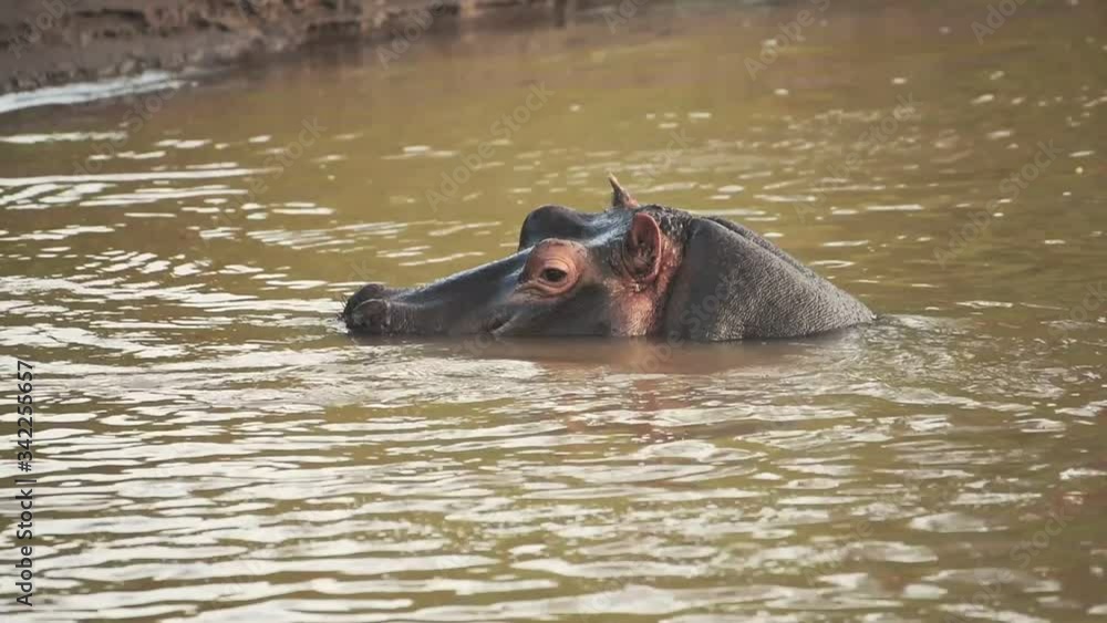 A hippo with it's head above the muddy water in Kenya, Africa - close up