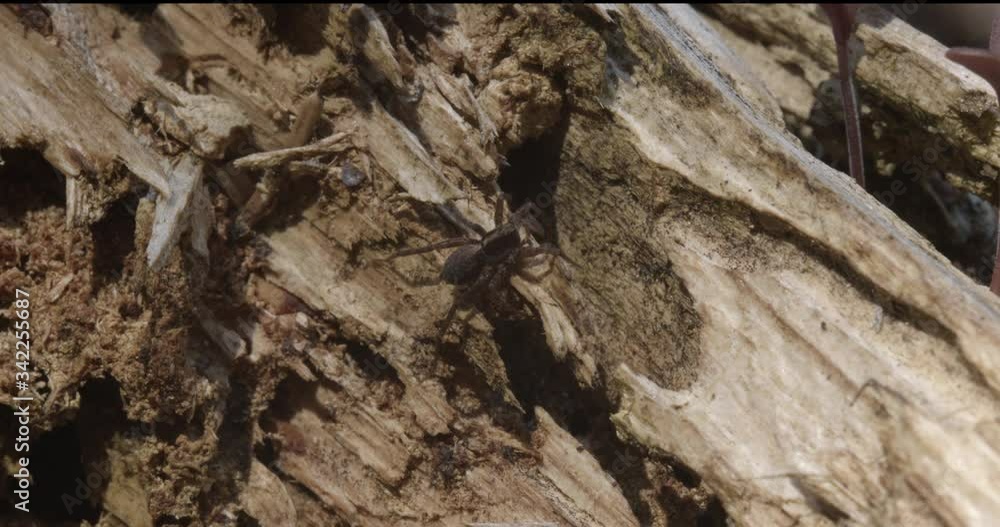 spider walks on an old wood macro shot spider walks on an old wood macro shot