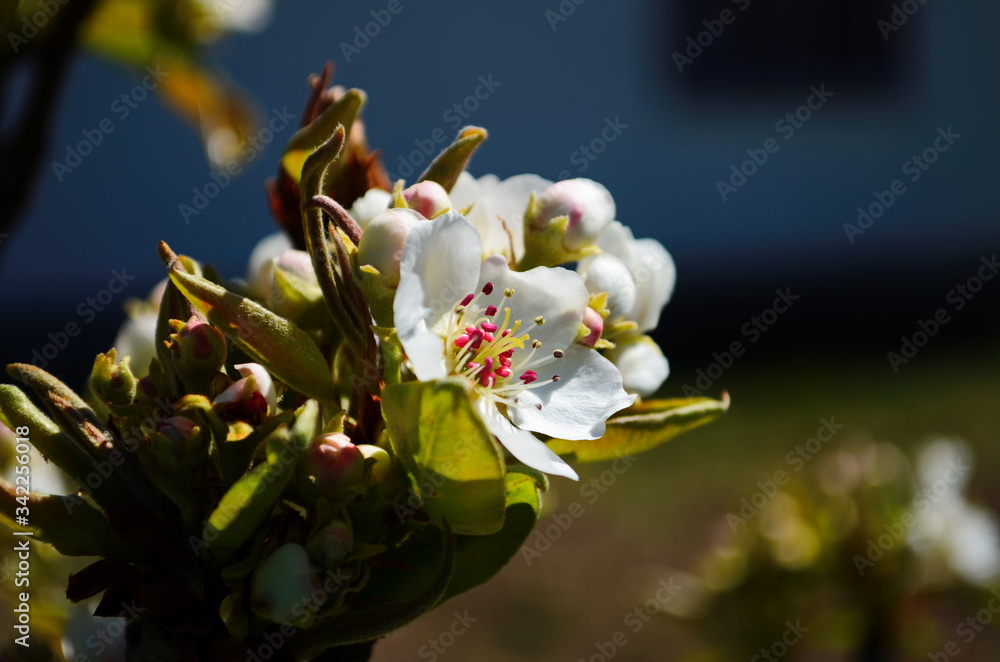 Flowering branch of pear. blooming spring garden. Flowers pear close-up. Pear blossom Flowering branch of pear. blooming spring garden. Flowers pear close-up. Pear blossom
