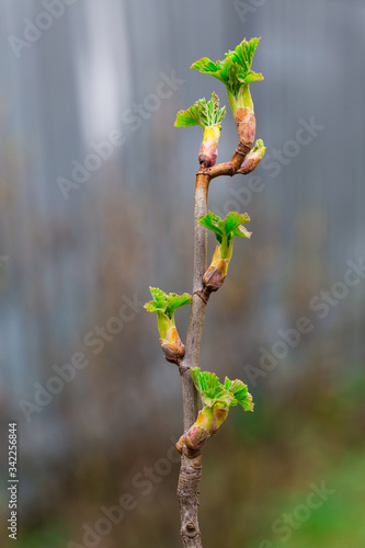 Close up of currant branches with young leaves on a gentle light background in early spring. Copy space