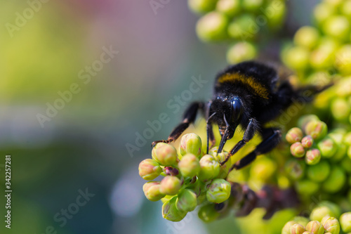 Macro of Bee collec nectar from blooming yellow flower, mahonia. Bright summer spring background, copy space