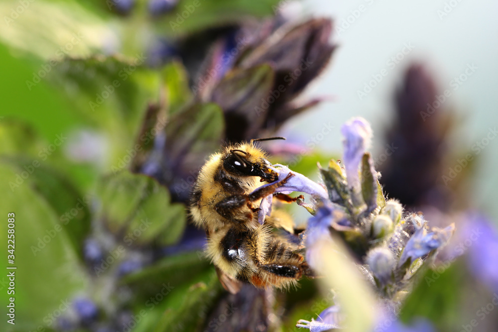 The bumblebee extracts nectar from the middle of a violet flower. The bumblebee extracts nectar from the middle of a violet flower.