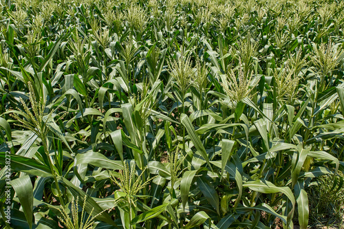 Organic corn field have flowers crane