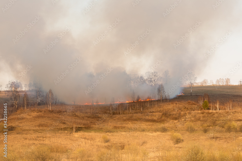 Forest fire burning, Wildfire close up at day time Forest fire burning, Wildfire close up at day time