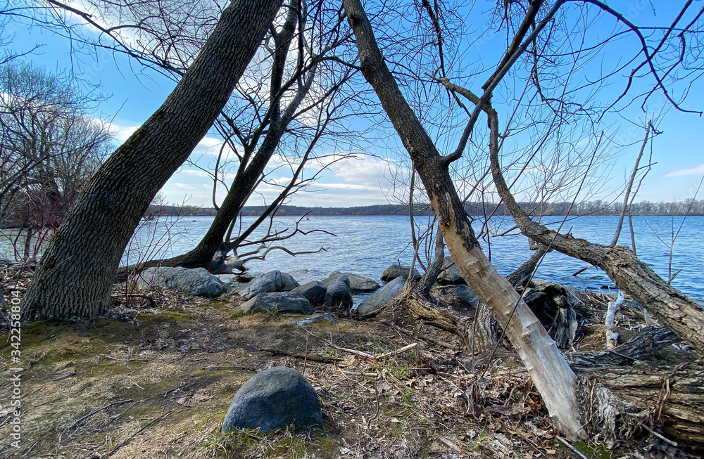 trees by the lake blue skies