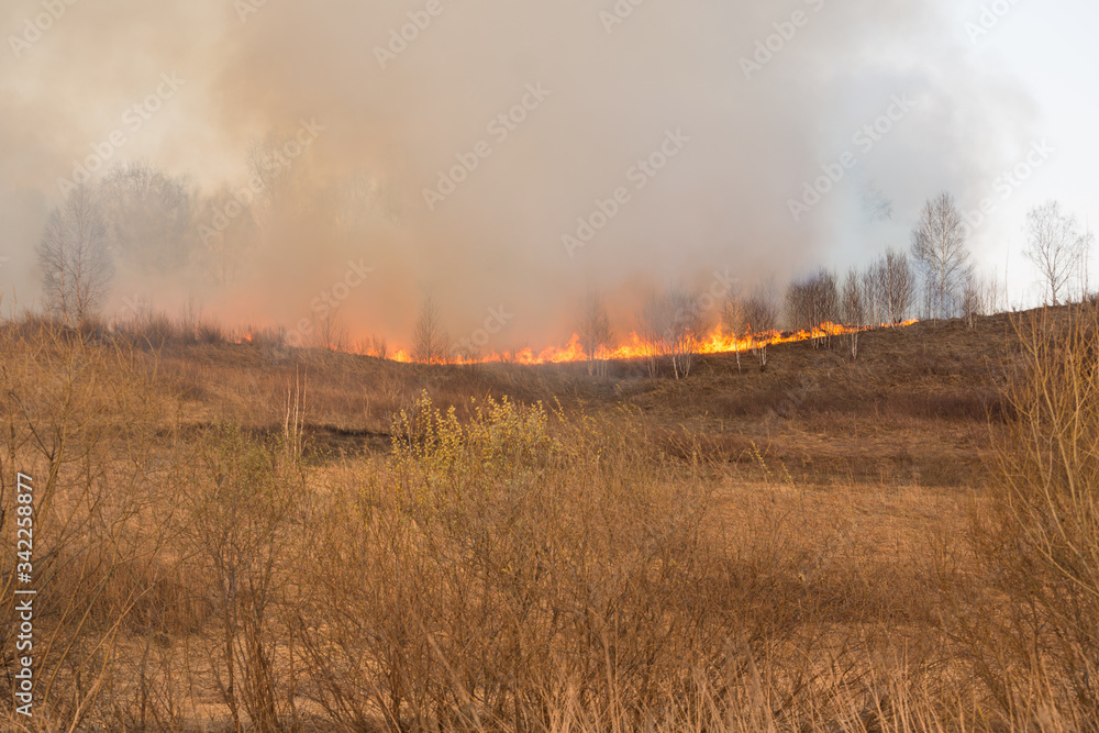 Forest fire burning, Wildfire close up at day time Forest fire burning, Wildfire close up at day time
