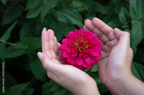 Gerbera flower in the garden, Scientific name is Gerbera jamesoni photo