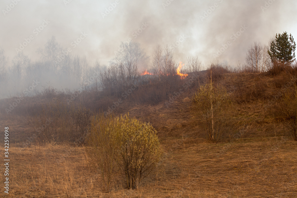 Forest fire burning, Wildfire close up at day time Forest fire burning, Wildfire close up at day time