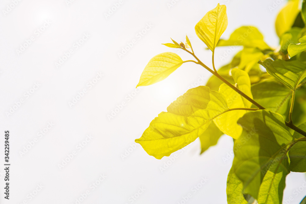 Obraz premium Low angle view tropical green leaves against the sky