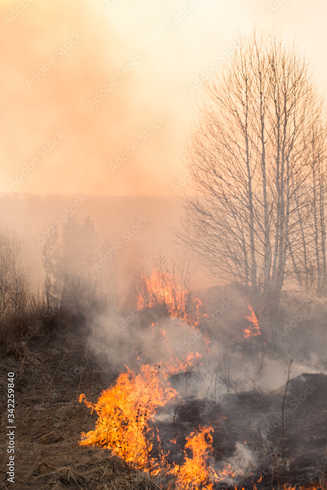 Fototapeta premium Forest fire burning, Wildfire close up at day time