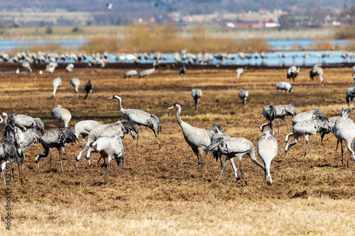 Flock of birds on the field © P b j