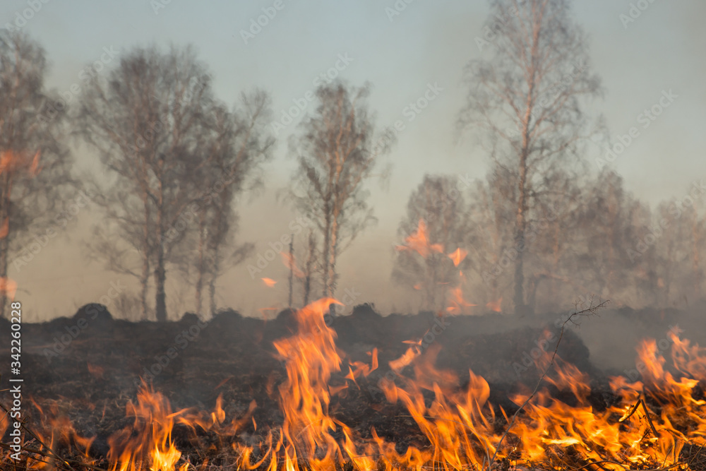 Forest fire burning, Wildfire close up at day time Forest fire burning, Wildfire close up at day time