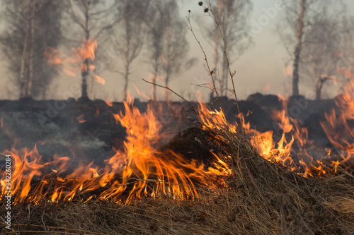 Forest fire burning, Wildfire close up at day time