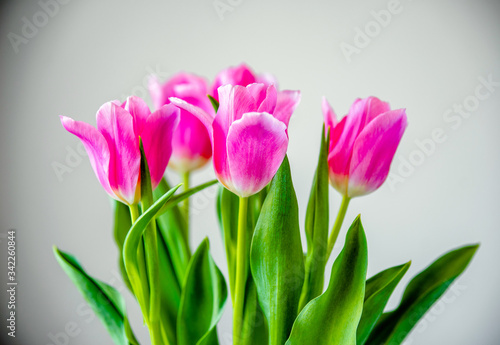 Fototapeta Naklejka Na Ścianę i Meble -  Bouquet of pink tulips on white background.
