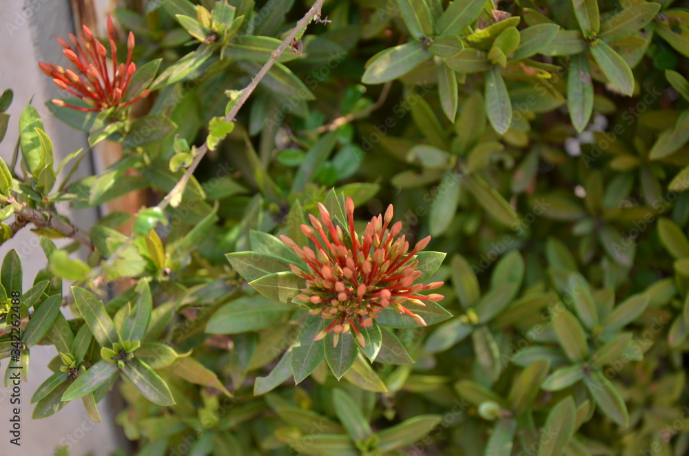 red and yellow flower