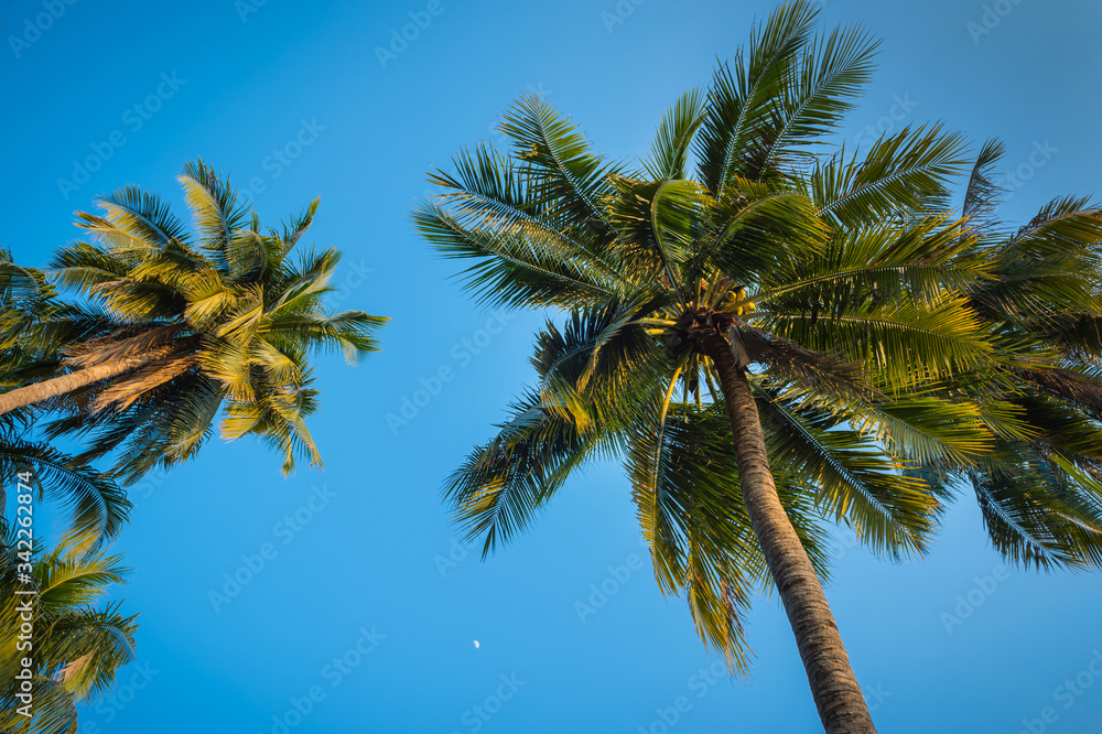 coconut tree and blue sky