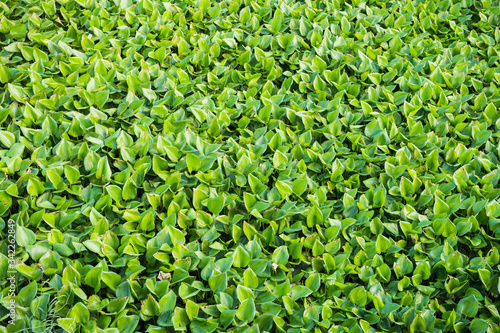 water hyacinth plant © sayhmog