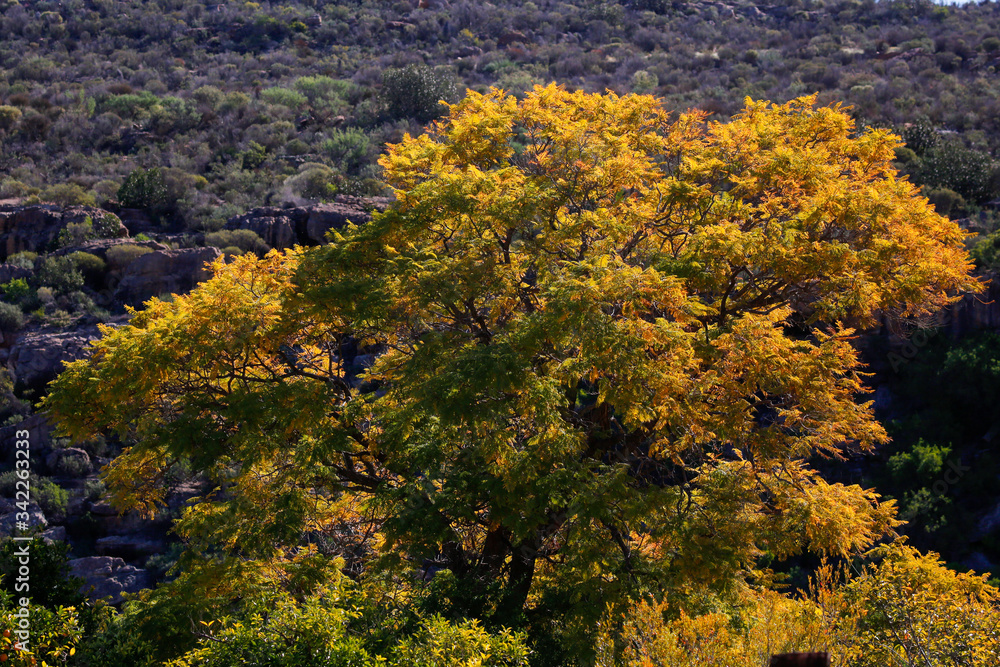 trees in the forest trees in the forest