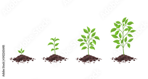 Growth stages diagram. Sprout seedling shoot germination in the pile dirt soil. Development stage. Animation progression. Vector infographic. Business cycle development.