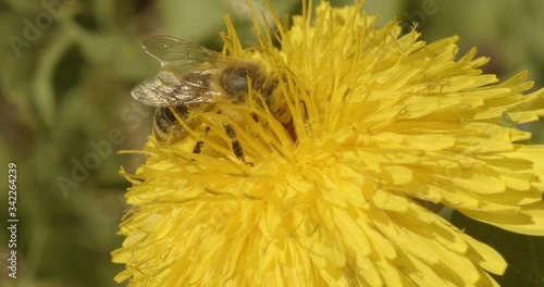 a bee pollinates dandelion acerbically accurate macro shot photo