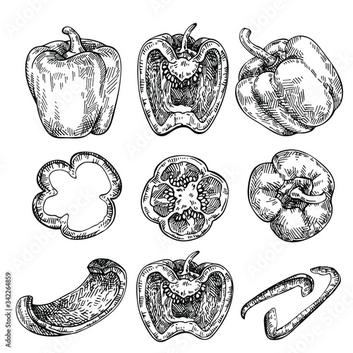 Bell Pepper hand drawn set. Sketch Vegetable. Engraved style  illustration, full, half and slices. Paprika 