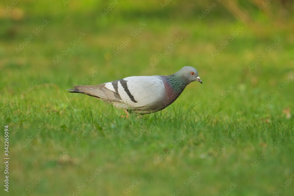 Eine Stadttaube läuft früh am morgen durch eine grüne Wiese im Stadtpark, Columbidae Eine Stadttaube läuft früh am morgen durch eine grüne Wiese im Stadtpark, Columbidae