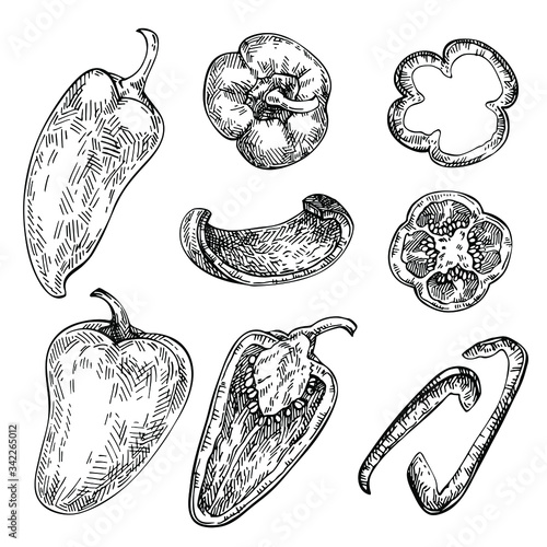 Bell Pepper hand drawn set. Sketch Vegetable. Engraved style  illustration, full, half and slices. Paprika, gypsy, poblano pepper.