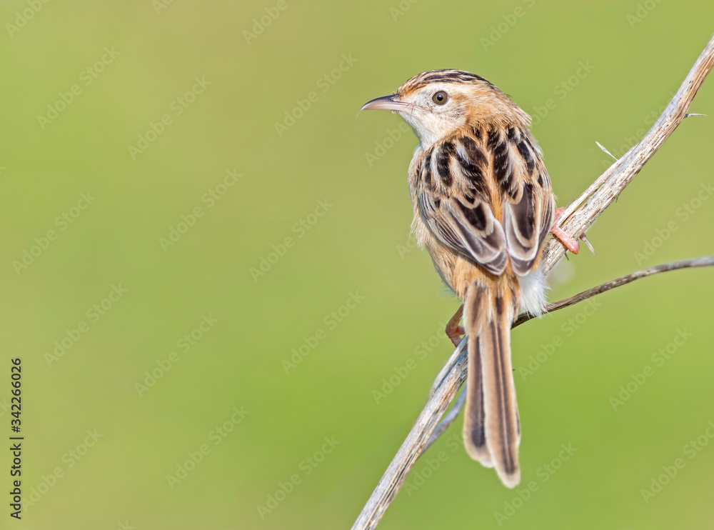Fototapeta premium Zitting Cisticola and an out of focus background
