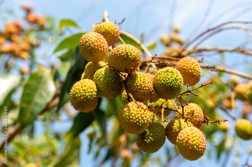 Picture of almost ripe lychee fruits hanging from the tree Picture of almost ripe lychee fruits hanging from the tree