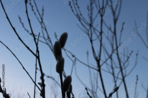willow branches against the blue sky
