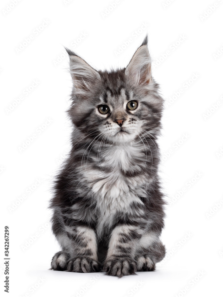 Obraz premium Super cute silver tabby Maine Coon cat kitte, sitting facing front. Looking dreamy beside camera. Isolated on white background.