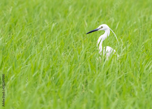 Little egret surrounded by grass.