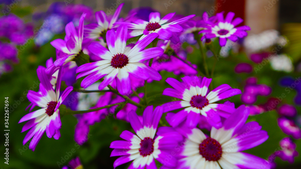 Different shape pink, white and purple flowers Different shape pink, white and purple flowers