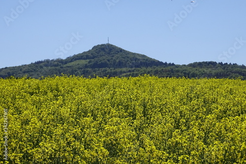 Rapsfeld vor den Bergen photo