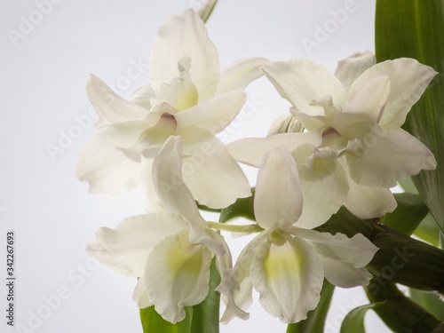 Blossom orchid flower closeup
