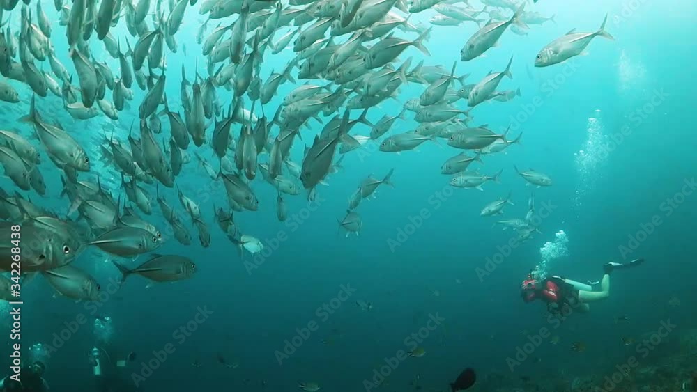 Huge school of jack fish with a female diver swimming and photographing in the background Huge school of jack fish with a female diver swimming and photographing in the background
